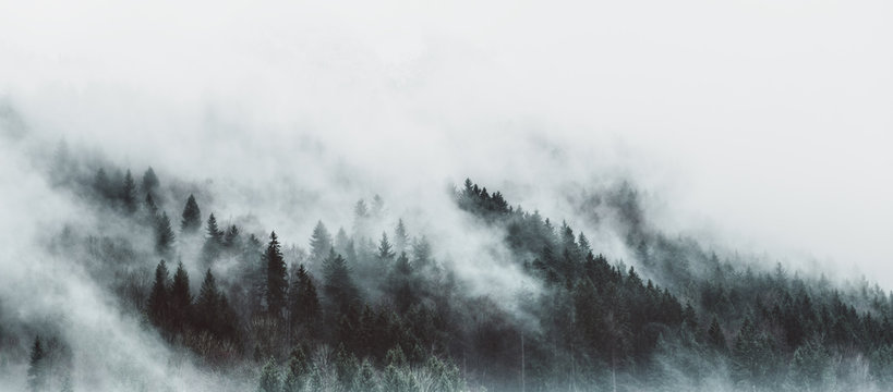 Wall Mural -  - Moody forest landscape with fog and mist