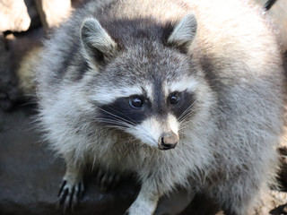 Wall Mural - Raccoon