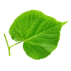 Wall Mural - Linden leaf isolated on white.