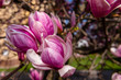 Pink magnolia flower in the garden at spring