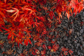 Wall Mural - maple leaves lying on the ground