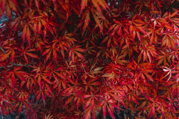 Wall Mural - maple leaves lying on the ground