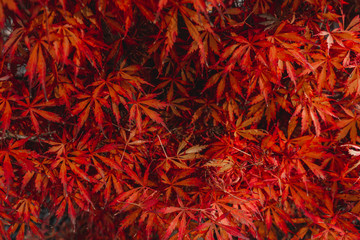 Wall Mural - maple leaves lying on the ground