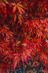Wall Mural - maple leaves lying on the ground
