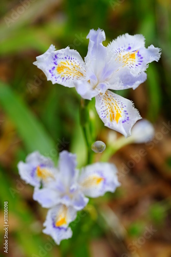 シャガ 花 花びら クローズアップ 屋外 ビビットカラー Buy This Stock Photo And Explore Similar Images At Adobe Stock Adobe Stock シャガ 花 花びら クローズアップ 屋外 ビビットカラー Buy This Stock Photo And Explore Similar Images At Adobe Stock Adobe Stock