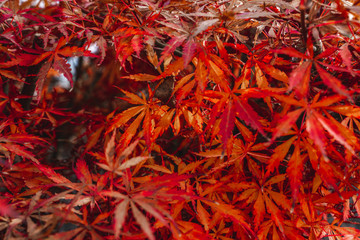 Wall Mural - maple leaves lying on the ground