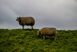 Fototapeta Sawanna - sheep in a field on top of a mountain pasture