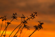 grass flower in the sunset beach view with blur background  