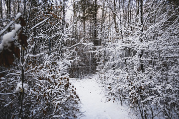 winter forest