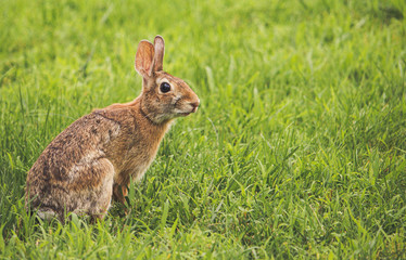 Wall Mural - A wild cottontail bunny in a field of green grass