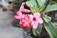 Red And Pink Desert Rose In The Garden