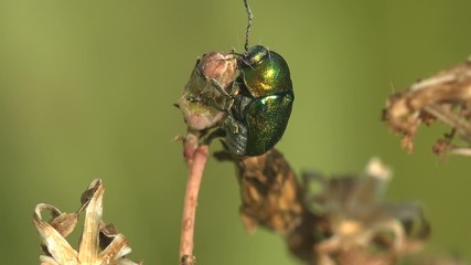 Green Dock Leaf Beetle, Gastrophysa viridula, sitting on dry leaf swaying easily in the summer wind. Macro view insect in wildlife