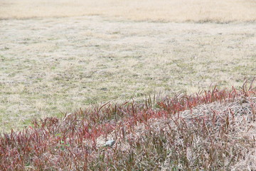 Autumn colored grass and beige meadow in December