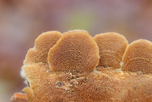 Close Up Of The Underside Of A Violet-toothed Polypore (Trichaptum Biforme) Mushroom 