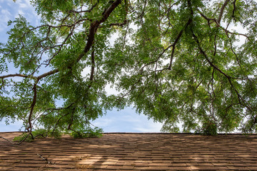 tree branch hitting roof 