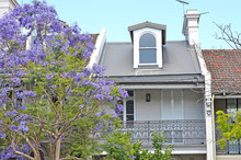 Typical Historical Australian Building With Flowering Jacaranda Tree At The Foreground