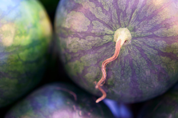 SRound watermelon and smooth variety green color skin close up photo  mooth green skin round watermelon