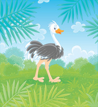Funny Black And White Ostrich Walking On Green Grass In Savanna Against The Background Of Bushes And Palm Branches On A Warm Summer Day, Vector Cartoon Illustration