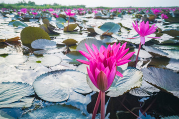 Wall Mural - The sea of red lotus, Lake Nong Harn, Udon Thani, Thailand