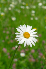 Wall Mural - Daisy flower