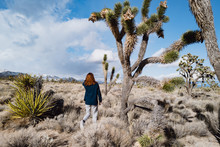 A Girl In A Vintage Sweater Hikes Through The Mojave Desert In Winter Near Joshua Trees