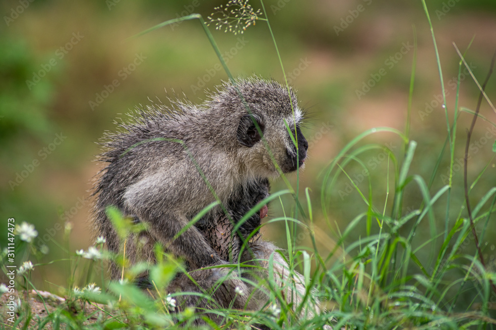 Kotawiec sawannowy (Vervet monkey) - obrazy, fototapety, plakaty 