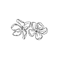 Magnolia liner hand drawn vector illustration two flower for card or logo 