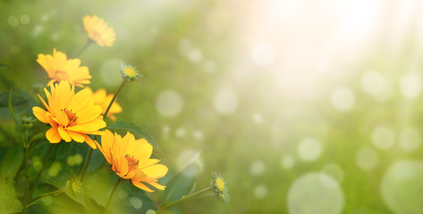 Wall Mural - Yellow flowers in a summer meadow. Panorama in the form of yellow heliopsis flowers on a sunny meadow with highlights. Nature in spring and summer.