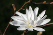 The white Magnolia blossom in the spring