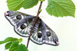 The small emperor moth (Saturnia pavonia)