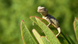 A small lizard on the grass