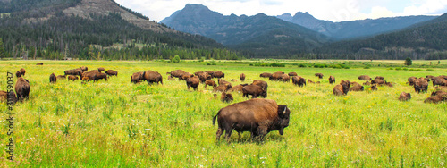 Cuadros en Lienzo Wild bison in Yellowstone National Park, USA