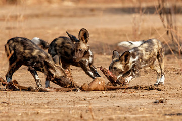Wall Mural - african wild dog pups eating from a prey in mana pools national park in zimbabwe