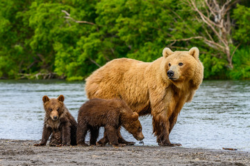 ruling the landscape, brown bears of kamchatka (ursus arctos beringianus)