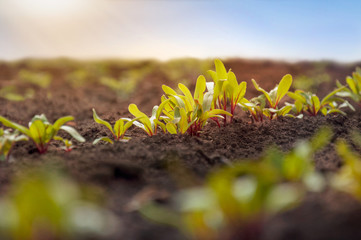 Wall Mural - A row of young shoots of red beet. Agricultural beet plantation in the morning sun. Selective focus.