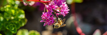 Bee Collects Nectar On Pink Flowers On A Blurred Background In The Garden.