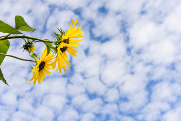 beautiful small two yellow flowers with black center and sharp leaves against blue sky with soft clouds, copy space. suntastic, asteraceae, Compositae, aster, daisy, composite, sunflower family