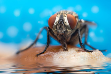 house fly in extreme close up