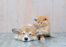 Pembroke Welsh Corgi Puppy And Kitten Together