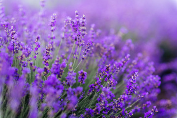 Lavender bushes closeup on sunset. Sunset gleam over purple flowers of lavender.