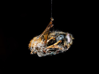 Dead fly caught in a spiders web