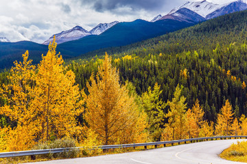 Poster - Orange and yellow leaves in the Rockies