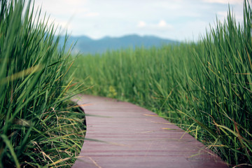 path through grass or rice field