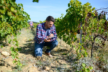 Wall Mural - handsome man farmer in the vine, harvesting ripe grape during wine harvest season in vineyard