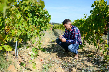 Wall Mural - handsome man farmer in the vine, harvesting ripe grape during wine harvest season in vineyard