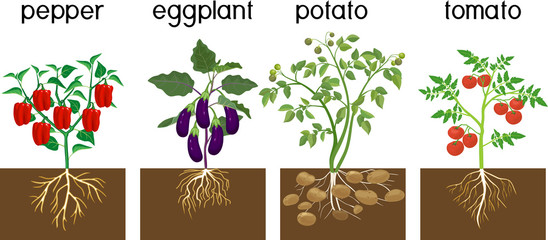 Canvas Print - Different vegetable nightshade plants (pepper, tomato, potato and eggplant) with crop. General view of plant with root system