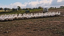A Large Mass Of Ducks Waddles Across The Field As A Shepherd Dog Herds Them