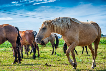 Horses graze on a farm field. Photographed close-up.