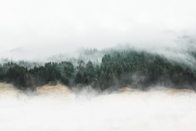 Moody Forest Landscape With Fog And Mist