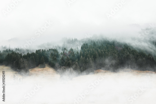 Obraz na płótnie Moody forest landscape with fog and mist